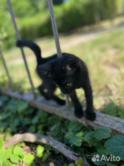 Котята бесплатно