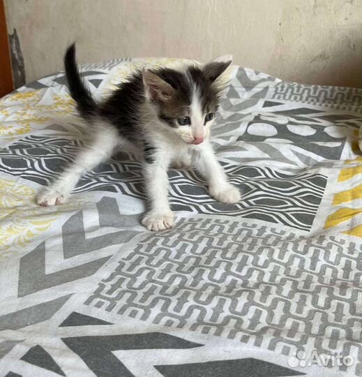 Котенок девочка Милка в дар 1,5 мес