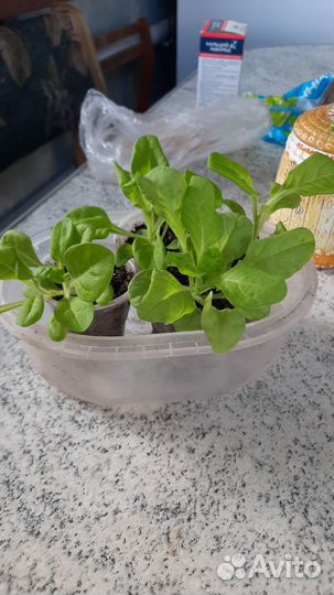 Комнатные цветы