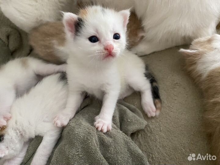 Котята 10штук ищут дом