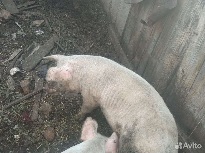 Поросенок ландрас мясистые 6 месяцев