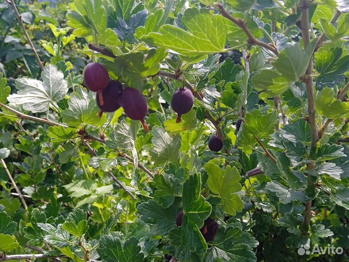 Свежая ягода