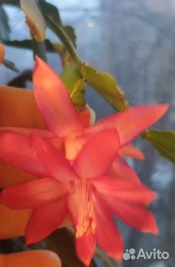 Традисканция,Бальзамин,Хлорофитум,Декабрист