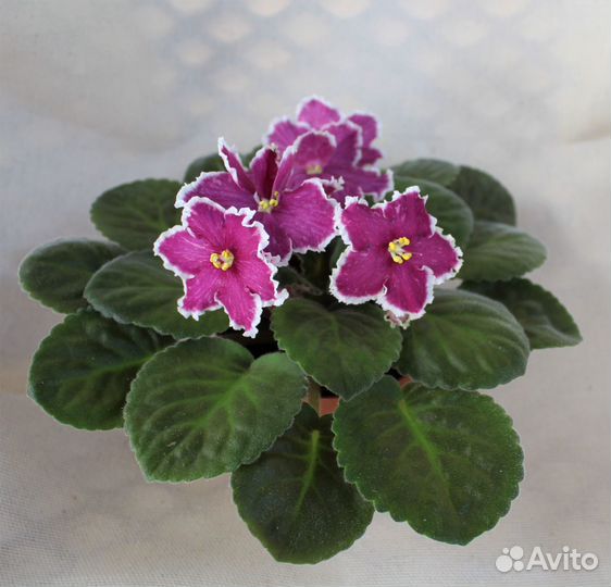 Продам фиалки по России и Крыму