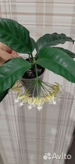 Хойя Мультифлора