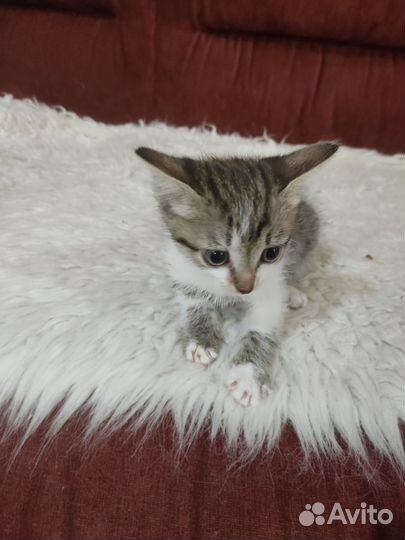 Котята отдам в добрые руки бесплатно