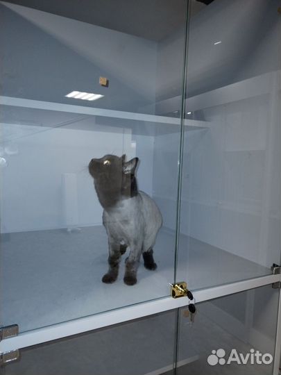 Передержка кошек - гостиница