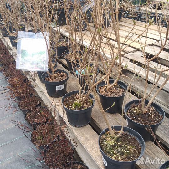 Сирень карликовая Мисс Ким