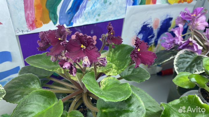 Сортовые фиалки