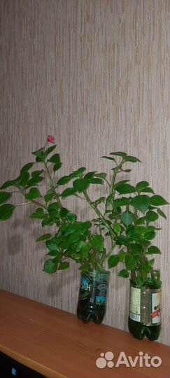 Ванька мокрый Бальзамин