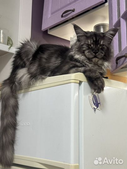 Мейн-кун кот