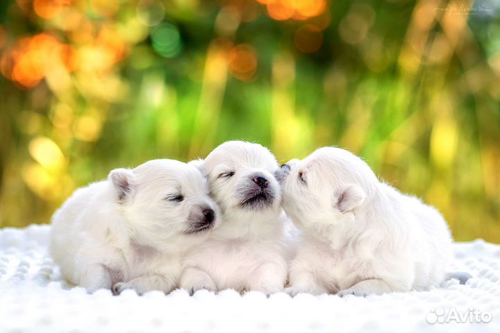 Белые и крем Померанские шпицы