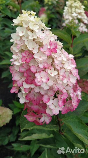 Гортензия метельчатая 