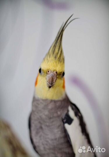 Попугай карелла