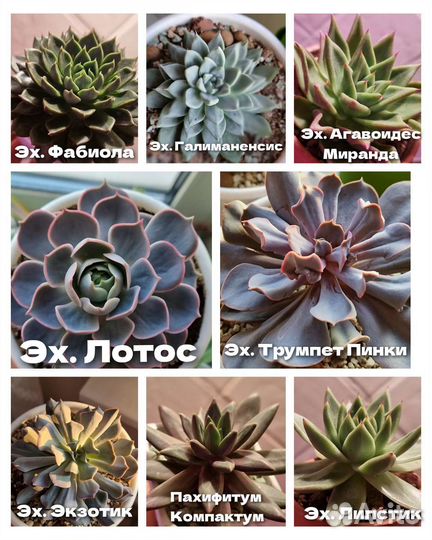 Эхеверии крупные