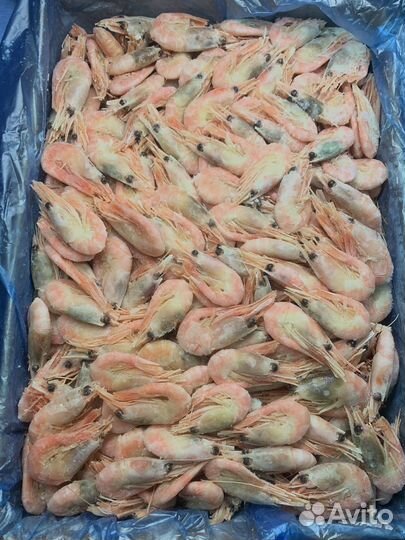 Креветки королевские и северные