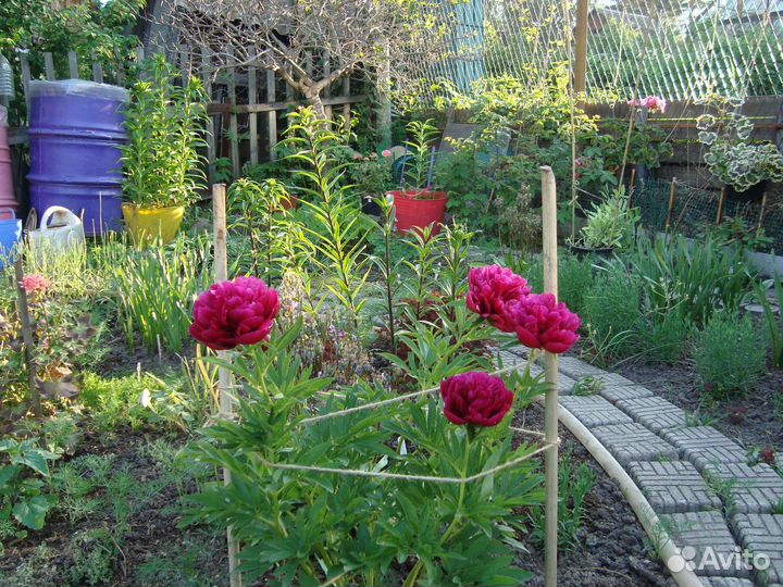 Пион Официналис Рубра Плена