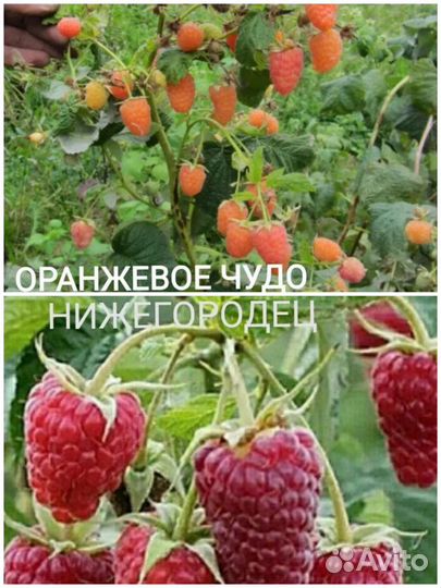 Малина Сказка, Таруса и Глен ампл