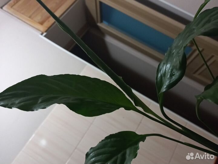 Спатифиллум