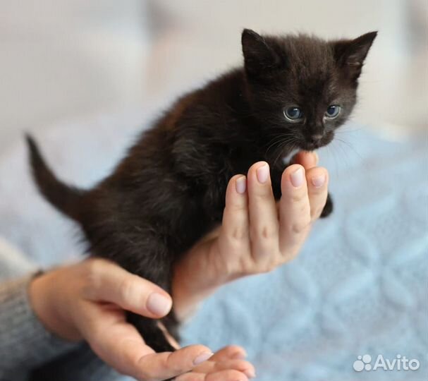Черный котенок