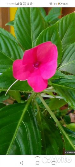 Бальзамин. (Ванька Мокрый или Огонёк)