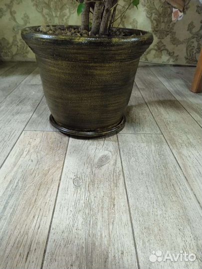 Фикус бенджамина большой