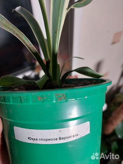 Юкка глариоза вариегата