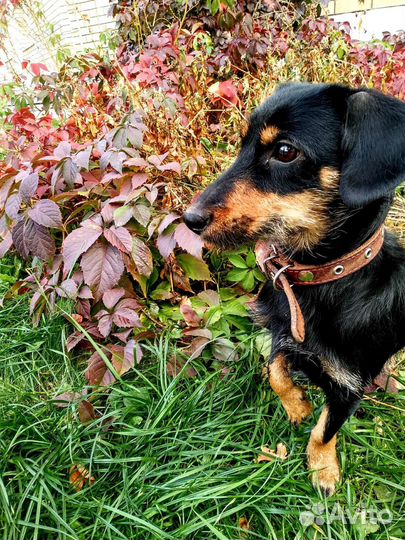 Ищу новых хозяев для собаки