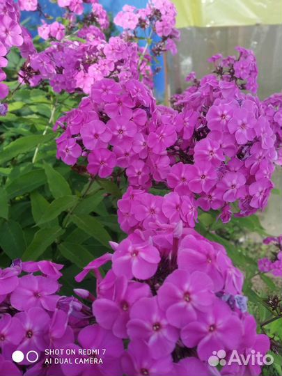 Флоксы многолетние