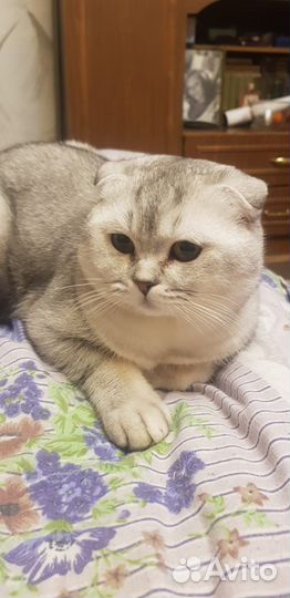 Британский кот на вязку