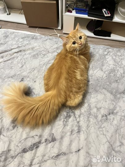 Котята рыжие