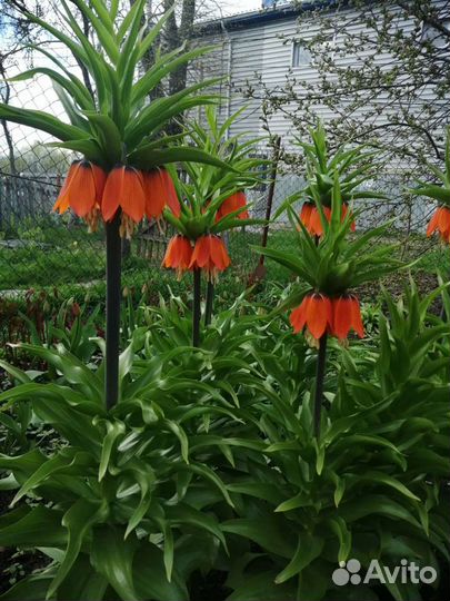 Рябчик императорский