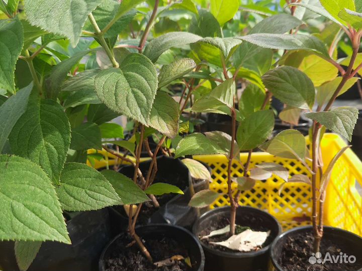 Гортензия метельчатая Меджикал старлайт