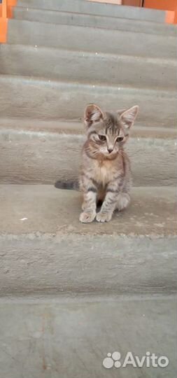 Котята