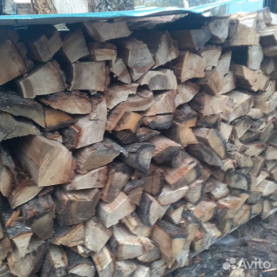 Колытый дуб