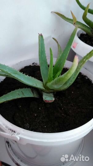 Алоэ лечебный