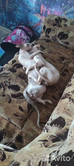 Канадский сфинкс вязка