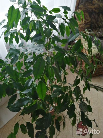 Фикус бенджамина