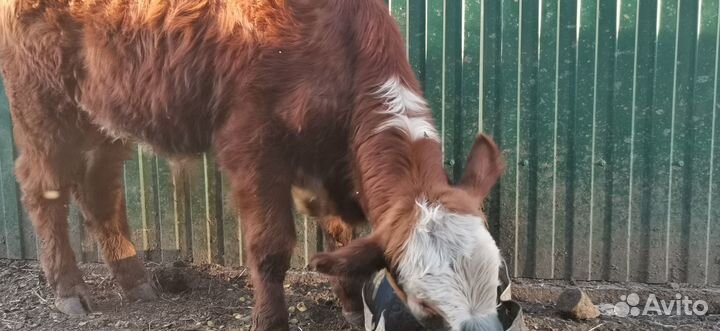 Быки герефорд на племя