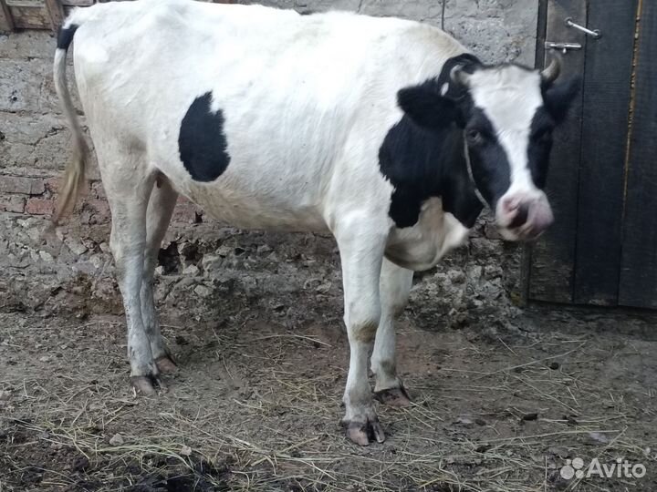 Корова стельная