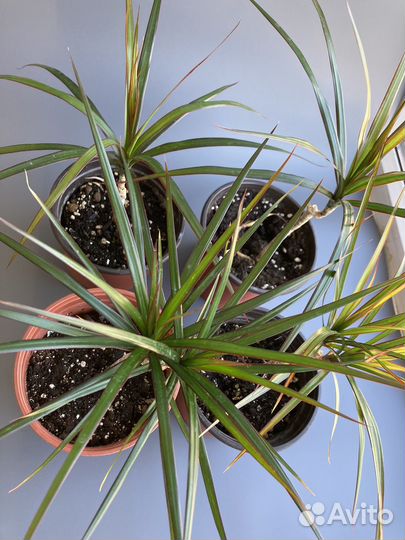 Комнатные растения цветы