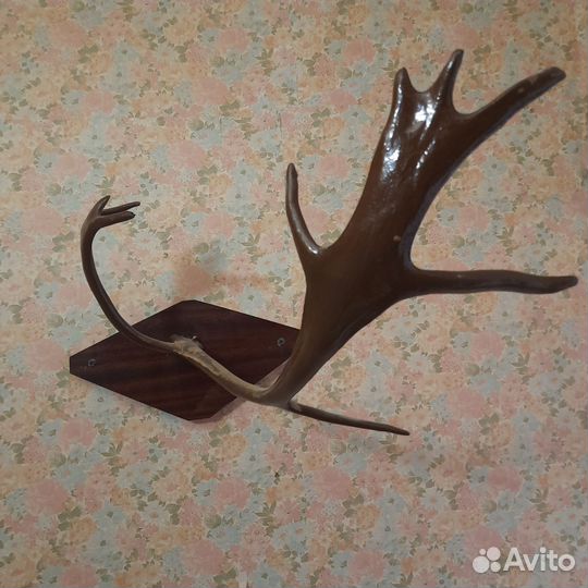 Рога для интерьера