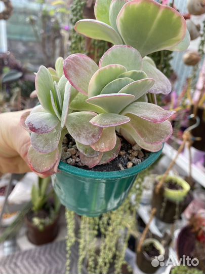 Суккуленты