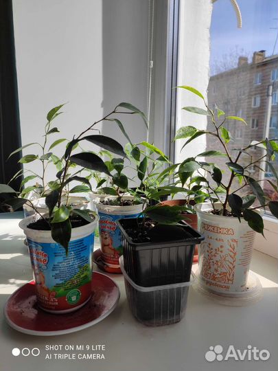 Фикус бенджамина