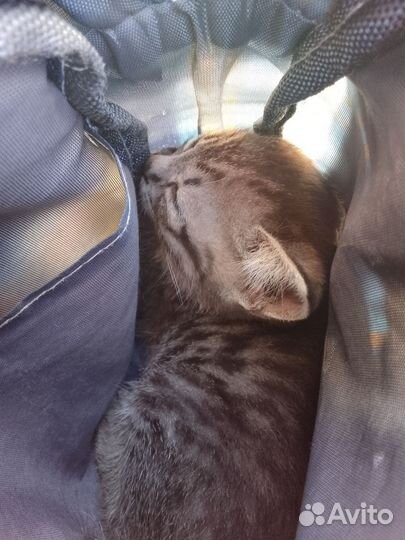 Котёнок девочка