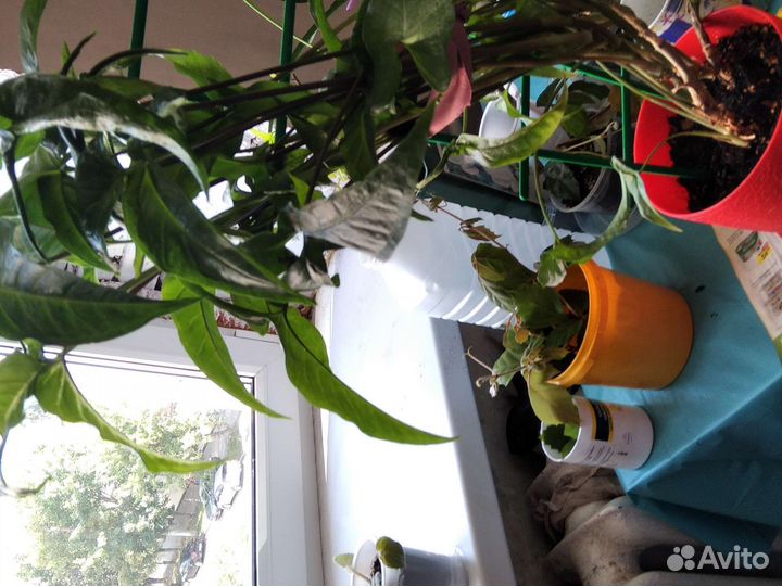 Дендробиум