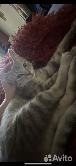 Котенок ищет дом