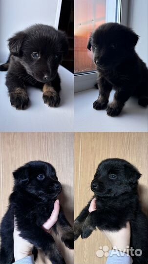 Щенок в добрые руки