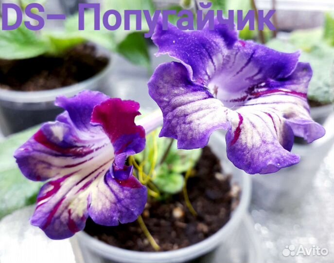 Стрептокарпусы сортовые