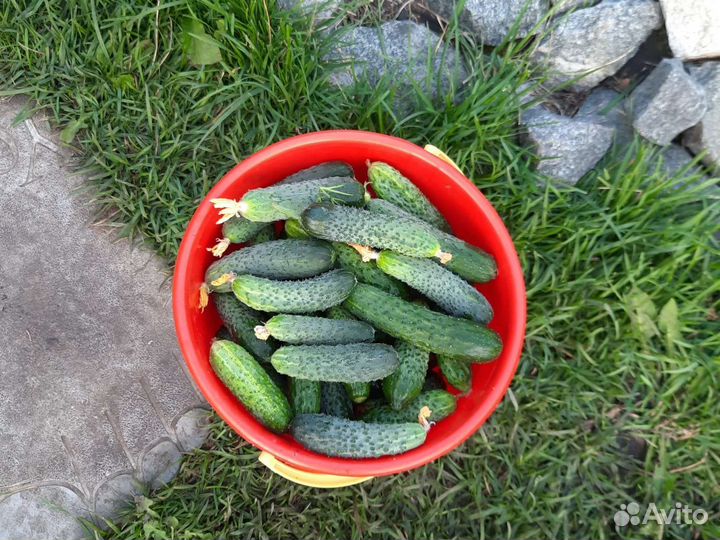 Огурцы домашние. огурцы